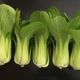 Pak Choi – Joi Choi