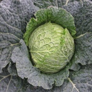Chinese Cabbage – Samurai