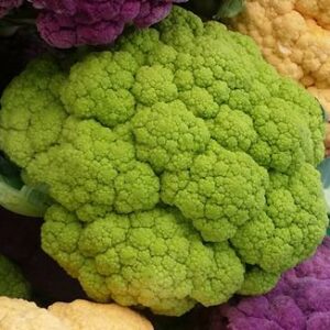 Mulberry