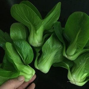 Products: Pak Choi SHOWMAN