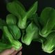 Pak Choi SHOWMAN