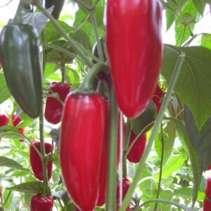 Products: Scorched Red