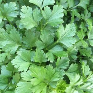 Basil – large sweet