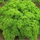 Watercress