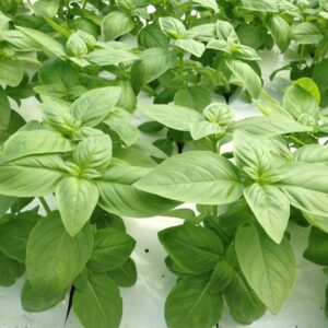 Basil – Thai