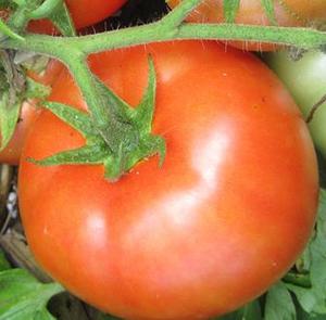 Products: Tomato Outdoor - BRIDAL - Lefroy Valley