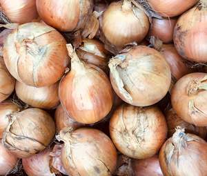 Onion Bulbing - TITAN - Lefroy Valley