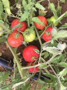 Tomato Outdoor - RHODES - Lefroy Valley