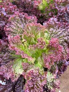 Lettuce Fancy - LIBERATION - Lefroy Valley