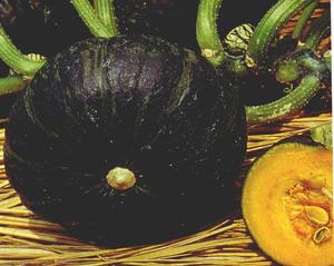 Products: Squash - SWEET MAMA - Lefroy Valley