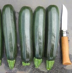 Products: Zucchini - BALLISTIC - Lefroy Valley