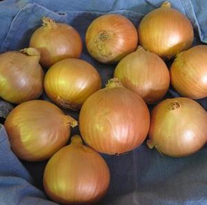 Products: Onion Bulbing - COMET - Lefroy Valley