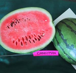 Watermelon Seeded - CANDYMAN - Lefroy Valley