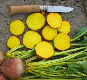 Products: Beetroot - GOLDRUSH - Lefroy Valley