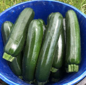 Products: Zucchini - ARMOUR - Lefroy Valley