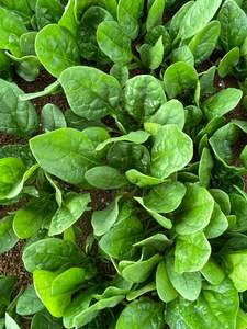 Products: Spinach - ACCORDION - Lefroy Valley