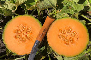 Melon Rock - AUROUS - Lefroy Valley