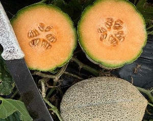 Melon Rock - INCA - Lefroy Valley