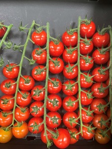 Products: Tomato Indoor - XANADU XR - Lefroy Valley