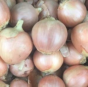 Onion Bulbing - KOHLI - Lefroy Valley