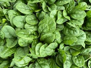 Products: Spinach - OPAL - Lefroy Valley