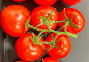 Products: Tomato Indoor - MACXIZE XR - Lefroy Valley