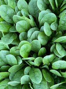 Products: Spinach - QUARTZ - Lefroy Valley