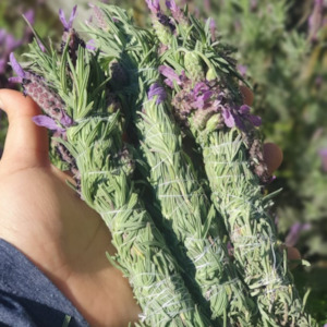 Smudge Sticks: Lavender smudge stick