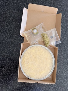 Ready to bake Kunafa ( Wellington only) – Levant Sweets