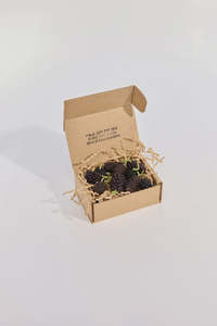 Poppy & Sage Blackberry Beeswax Candle - Box of 10