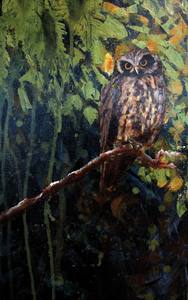 Morepork - Ruru at Night