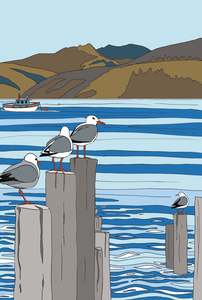 The South Island Nz: Akaroa Gulls - South Island NZ