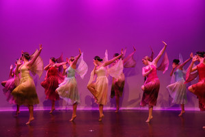 Siamese Fighting Fish Step Beyond Studios