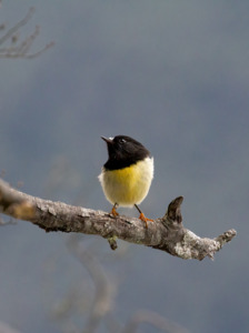 Nz Wildlife Photographers: Kelly Chapman - "Is this my good side" - ngirungiru
