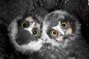 Nz Wildlife Photographers: Grant Nicholson - Rua Pēpi Ruru