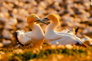 Nz Wildlife Photographers: Yusuf Qureshi - Nesting Tākapu
