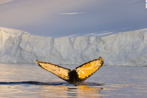 Nz Wildlife Photographers: Scott Sinton - Southern Migrant