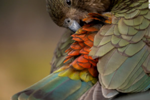 Nz Wildlife Photographers: Julie Chandelier - Preening Kea