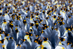 Nz Wildlife Photographers: Julie Chandelier - Kings of South Georgia