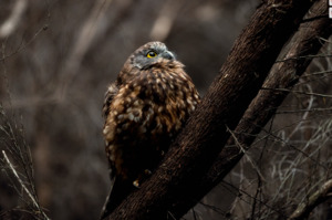 Nz Wildlife Photographers: Rowan Nicholson - Te Kaitiaki Ngahere
