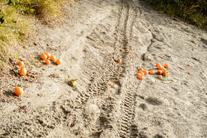 Wendybrandon Trp: The Remembrance Project #5