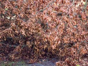 Wendybrandon: Lines of Sight #8