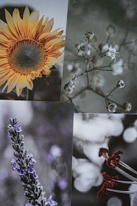 Notions: Garden Series - Gift Cards