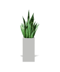 Products: Snake Plant