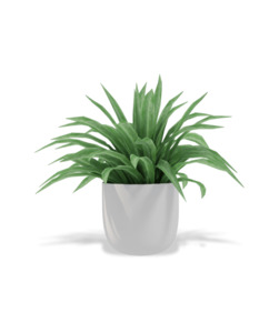 Products: Decor Plant