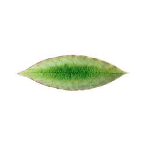 Gifts Under 51: Riviera Leaf Plate 18cm Green