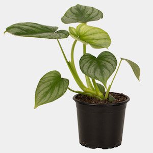 General: Philodendron Mamei 14cm Pot Plant