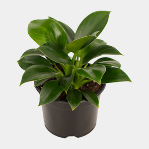 General: Philodendron Green Princess 14cm Pot Plant