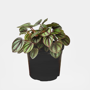 General: Peperomia Piccolo Banda 12cm Pot Plant