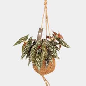 General: Kokodama 9x 17cm Pot and Plant Package